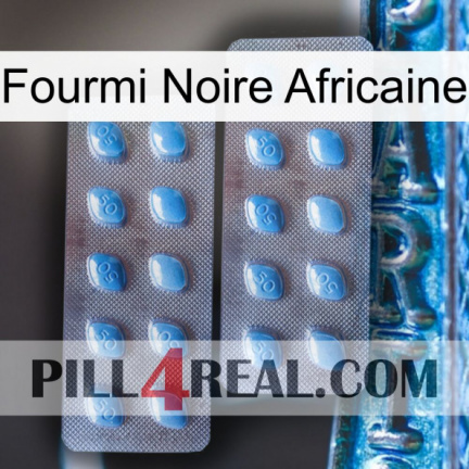 African Black Ant viagra4